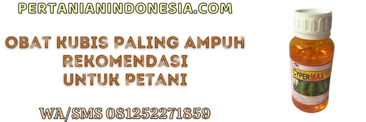 obat,obat kubis,ampuh,paling ampuh,petani